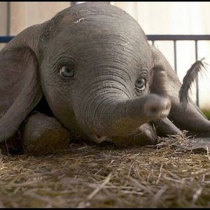 Meet your Posher, Milla